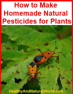 Homemade Organic Pesticide for Vegetables