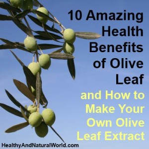 10 Amazing Health Benefits of Olive Leaf and how to make olive leaf extract