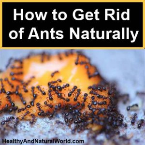 How to get rid of ants naturally