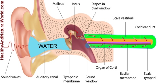 How To Get Water Out Of Your Ear