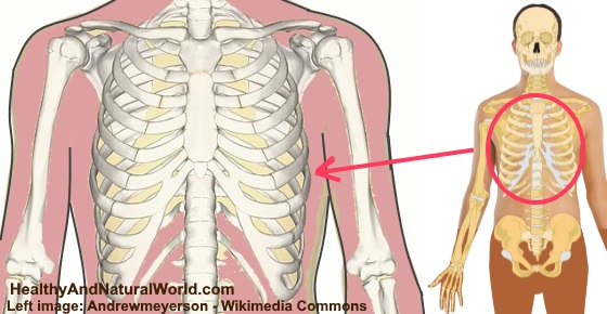 Anatomy Of Body What Under Rib Age What Organs Are On The Left Side