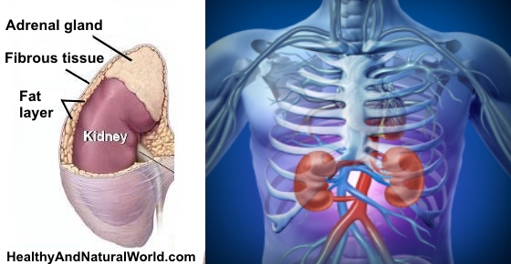 Where Your Kidneys are Located & Where Kidney Pain is Felt