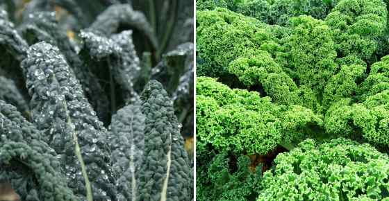 Kale: Is it Good or Bad for You, Proven Benefits, Nutrition Facts (Science Based)