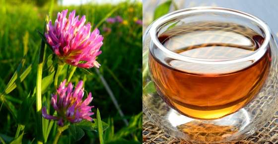 Proven Health Benefits of Red Clover & How to Make Red Clover Tea