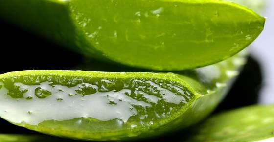 Proven Benefits of Using Aloe Vera Gel on Your Face and Skin