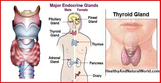 Glucomanano y tiroides
