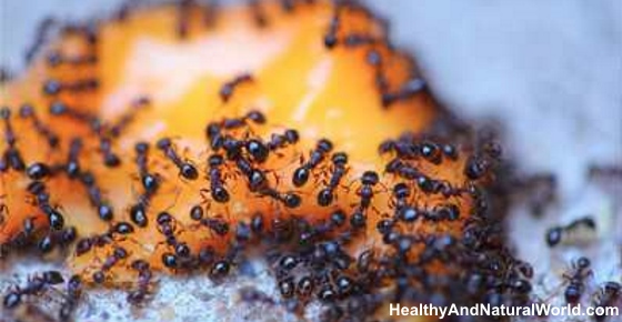 How to Get Rid of Ants Cheaply and Naturally