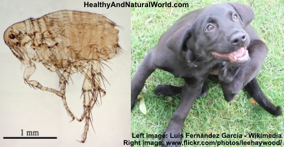 How to Naturally Get Rid of Fleas From Your Home, Garden and Pets