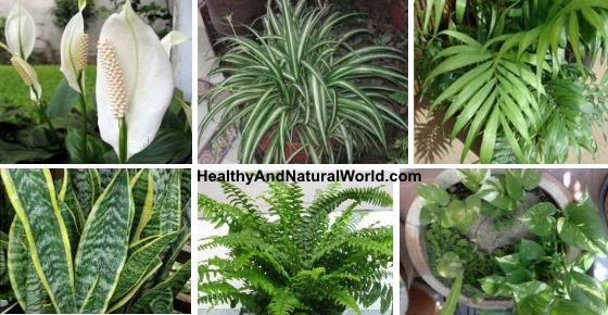 10 best air filtering house plants, according to nasa (inc. images)