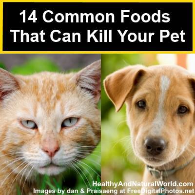 14 Common Foods that Can Kill Your Pet