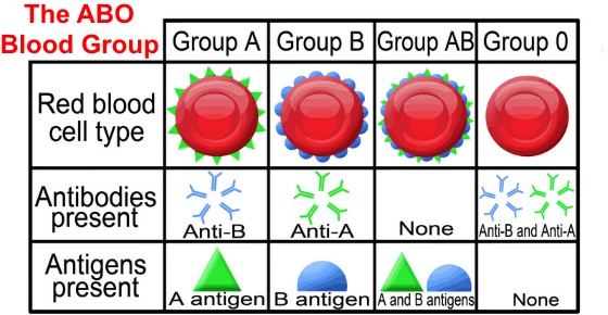 How to Eat Right for Your Blood Type