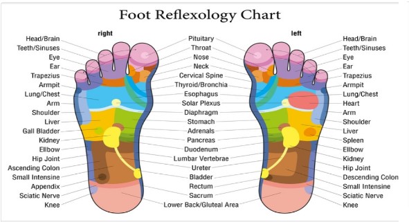 reflexology chart