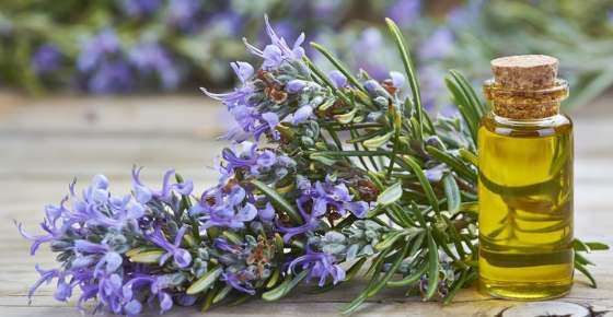 Rosemary (Essential) Oil: Benefits and Uses for Hair, Skin and More (Science Based)