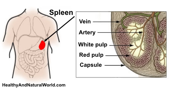 Signs and Symptoms of Spleen Disease You Shouldn't Ignore