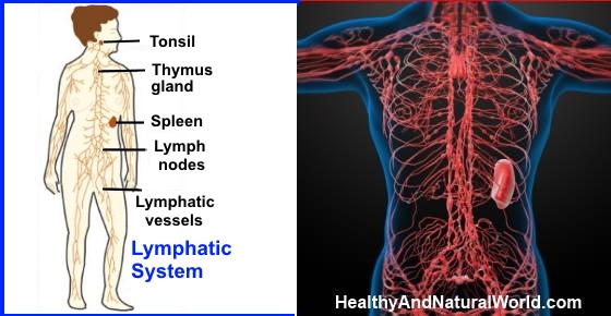 Three Day Lymphatic Cleanse To Keep You Healthy All Year Long