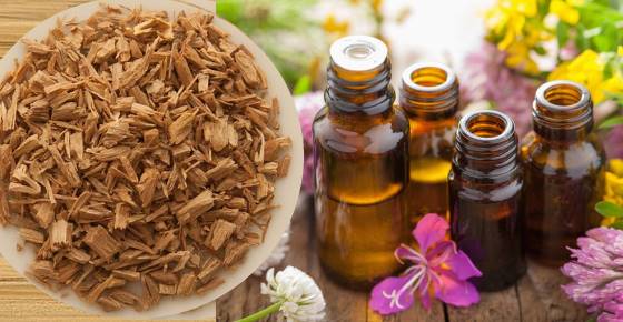 Proven Health Benefits and Uses of Sandalwood Essential Oil