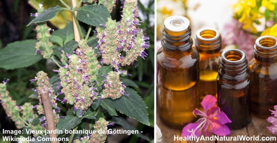 The Best Uses for Patchouli Essential Oil