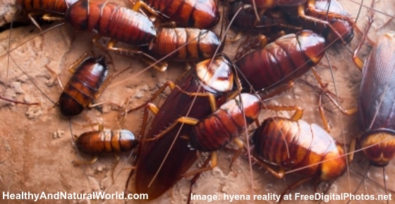 How to Get Rid of Roaches Naturally