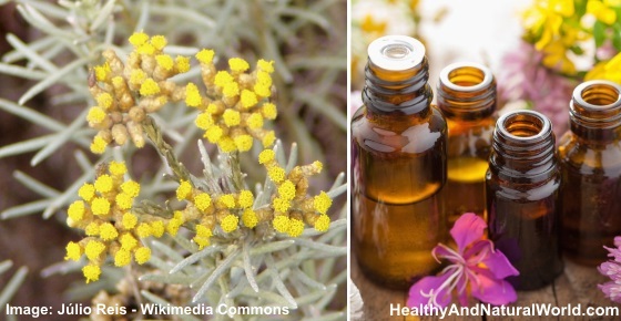 The Health Benefits and Best Uses of Helichrysum Essential Oil