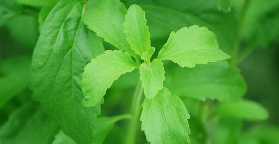 Stevia: Is it safe, Proven Benefits, Side Effects (Science Based)