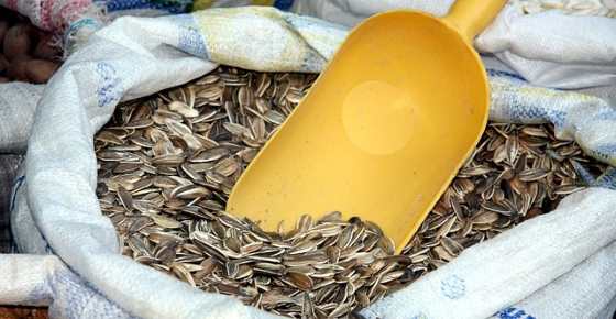 Sunflower Seeds: Calories, Are They Good for You, Side Effects, Proven Benefits