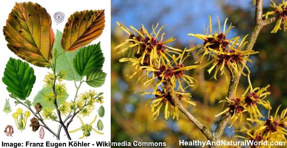 10 Uses of Witch Hazel for Great Health