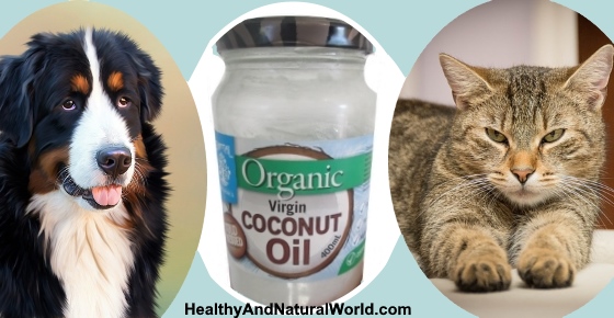 The Health Benefits Of Coconut Oil For Dogs and Cats