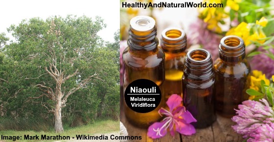 Health Benefits of Niaouli Essential Oil