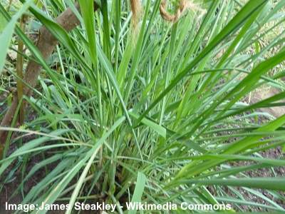 citronella nardus cymbopogon plants grass mosquitoes repel repellent oil tagalog wikimedia essential commons dictionary plant insect steakley english james wiki