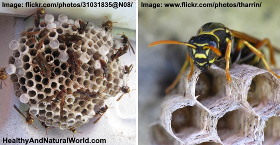 How to Get Rid of Wasps Naturally