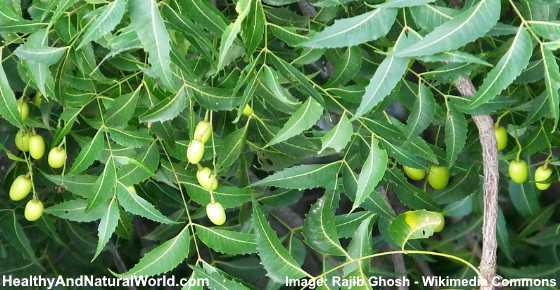 The Health Benefits and Uses of Neem Oil