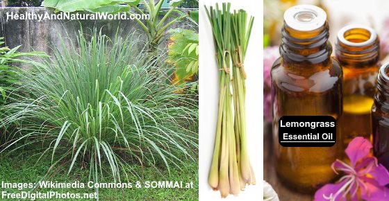 Lemongrass Essential Oil Uses and Benefits