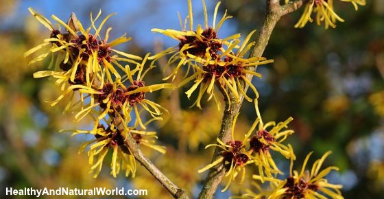 Witch Hazel for Acne