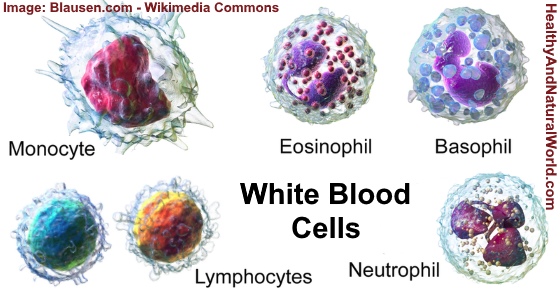 Leukocytes in Urine and Stool – Causes and Possible Solutions