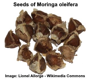 moringa-seeds