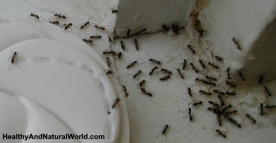 The Most Effective Ways to Kill Ants Using Natural Ingredients