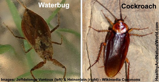 waterbug vs cockroach