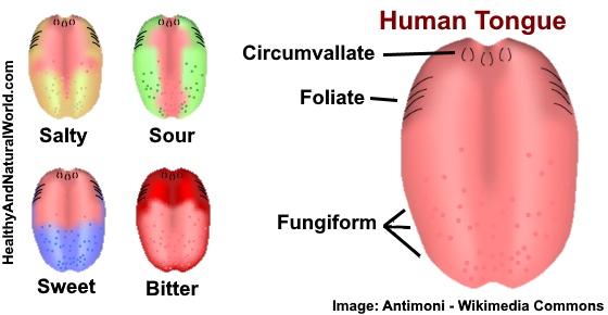 Swollen Taste Buds: Causes and Effective Treatments