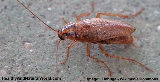 How to Get Rid of German Roaches: 6 Natural Ways That Really Work