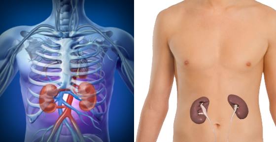 Where Your Kidneys are Located & Where Kidney Pain is Felt