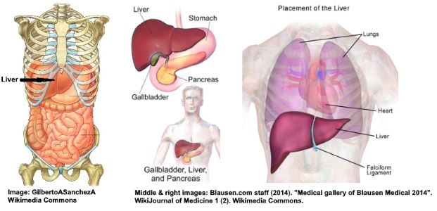 liver location