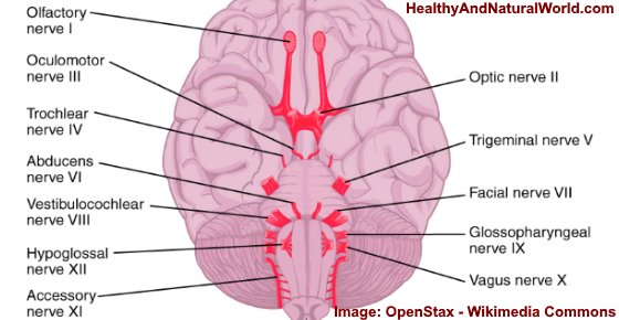 Tingling in Head - Causes and Possible Treatments