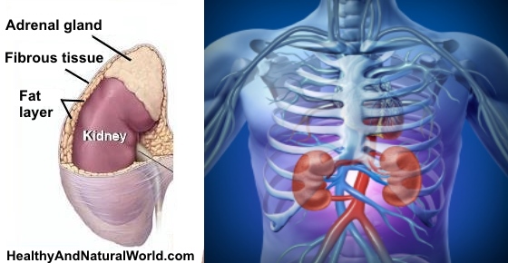 Where Your Kidneys Are Located Where Kidney Pain Is Felt