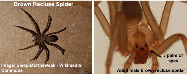 Wolf Spider Brown Recluse Opelmuse