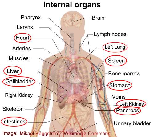 internal organs on left side of the body 