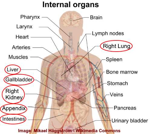 internal organs on right side of the body diagram