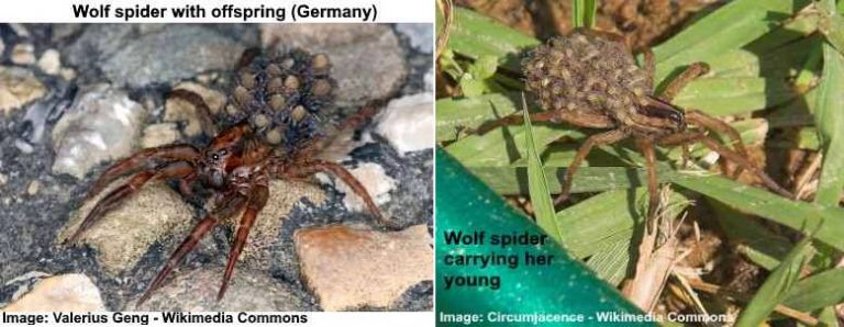 Wolf Spider Bite Effective Treatment Options And Identification