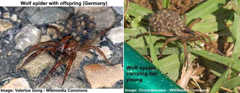 wolf spider carrying eggs