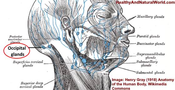 Swollen Occipital Lymph Node