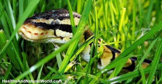 How to Keep Snakes Away: Effective Snake Repellents